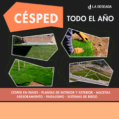 CÉSPED EN PANES X M2 A RETIRAR EN ALLEN - comprar online