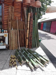 Bambu gigante del delta