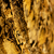 Golden Translucido 61x122 cm