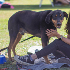 Alan - Adoptá un camperito - No compres perritos