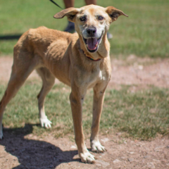 Alma - Adoptá un camperito - No compres perritos