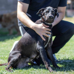 Belen - Adoptá un camperito - No compres perritos