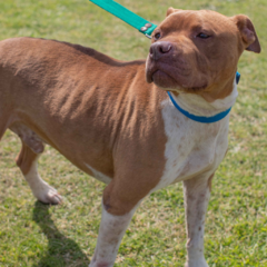 Belisario - Adoptá un camperito - No compres perritos