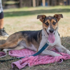 Blanquita - Adoptá un camperito - No compres perritos