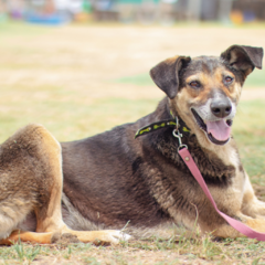 Braulio - Adoptá un camperito - No compres perritos