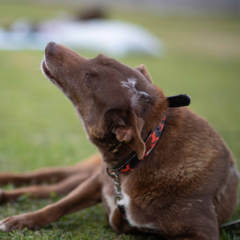 Chocolina - Adoptá un camperito - No compres perritos