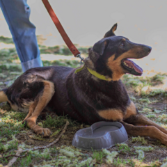 Hugo - Adoptá un camperito - No compres perritos