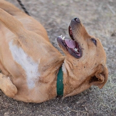 Isabella - Adoptá un camperito - No compres perritos