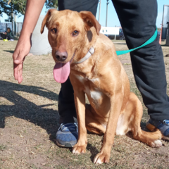 Lila - Adoptá un camperito - No compres perritos