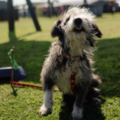 Lola - Adoptá un camperito - No compres perritos