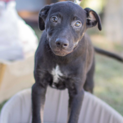 Mario - Adoptá un camperito - No compres perritos