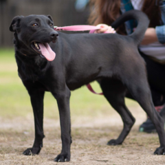 Megan - Adoptá un camperito - No compres perritos