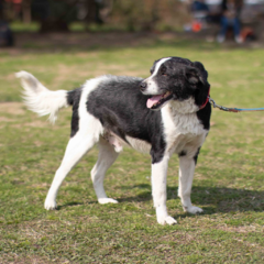 Milo - Adoptá un camperito - No compres perritos