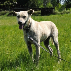 Mireya - Adoptá un camperito - No compres perritos