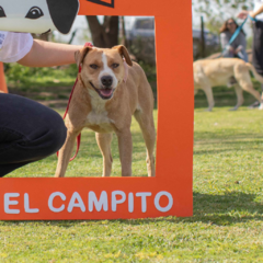 Muna - Adoptá un camperito - No compres perritos