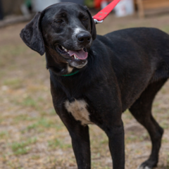 Munchi - Adoptá un camperito - No compres perritos