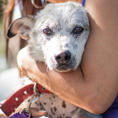 Oscarcito - Adoptá un camperito - No compres perritos