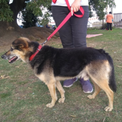 Pancho Miedoso - Adoptá un camperito - No compres perritos