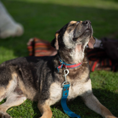 Pascual - Adoptá un camperito - No compres perritos