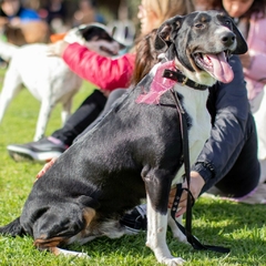 Ra - Adoptá un camperito - No compres perritos