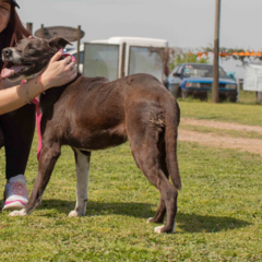 Regina - Adoptá un camperito - No compres perritos