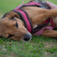 Reyna - Adoptá un camperito - No compres perritos