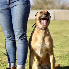 Sammy - Adoptá un camperito - No compres perritos