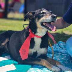 Sara - Adoptá un camperito - No compres perritos