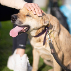 Uriel - Adoptá un camperito - No compres perritos