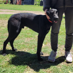 Xavier - Adoptá un camperito - No compres perritos