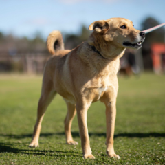 Zelmar - Adoptá un camperito - No compres perritos