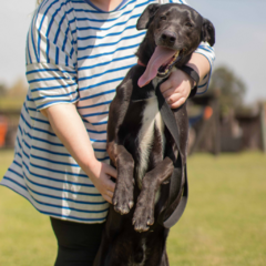 Zlatan - Adoptá un camperito - No compres perritos