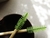 Spoolie Cepillo de bambú para cejas - comprar en línea