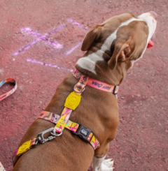 Peitoral H Arlequina Ajustável para Cães FreeFaro P - Bella Colmeia