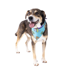 Bandana Scooby para Cães e Gatos Freefaro G - comprar online