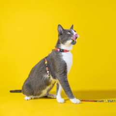 Peitoral para Gatos com Guia 2m Tom e Jerry FreeFaro M - comprar online