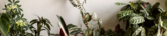Banner de la categoría TODAS NUESTRAS PLANTAS