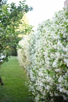 Vista de un cerco vivo de plantas con flores blancas en un jardín verde.