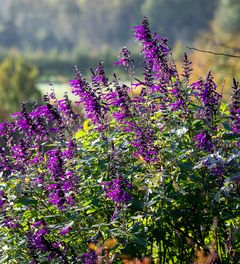 Salvias para Paisajismo - Colección de Hermosas y Resilientes Salvias - Plantas para Regalar | Plantas a Domicilio | Paisajismo Biotienda