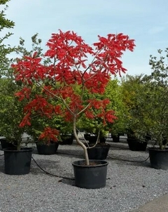 Rhus typhina en otoño