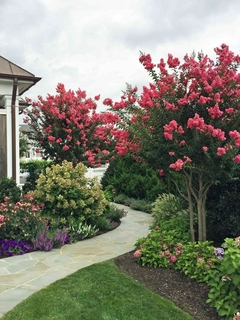 Jardín con árboles de flores rosadas y un sendero de piedra.