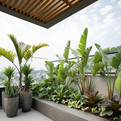 plantas tropicales modelos
