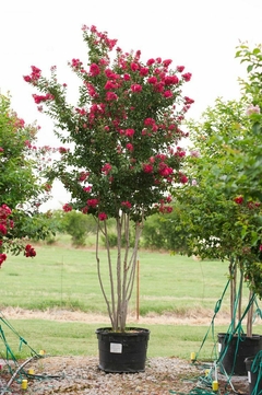 Árbol de Lagerstroemia indica en maceta, con abundantes flores rosas, ideal para jardines.