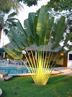 Planta Ravenala madagascariensis con hojas en forma de abanico junto a una piscina.