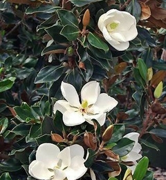 flores de Magnolia grandiflora