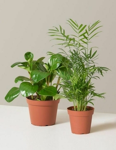 Dos plantas en macetas de terracota, una de hojas grandes y brillantes y otra de hojas finas y alargadas.