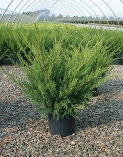 juniperus horizontalis 