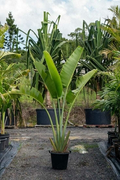 Planta de Ravenala madagascarensis en maceta, conocida como árbol viajero, con hojas grandes en un vivero.