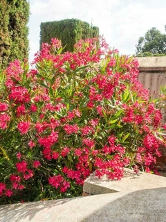 laurel de flor rosa cercos