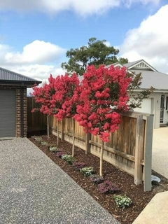 Lagerstroemia Indica: El Crespón, Belleza y Color Todo el Año - comprar online